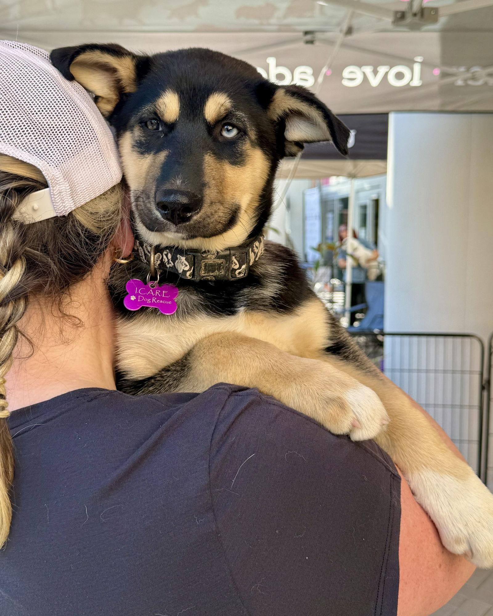 Tonks, Adoptable, Puppy Female Husky & German Shepherd Dog.