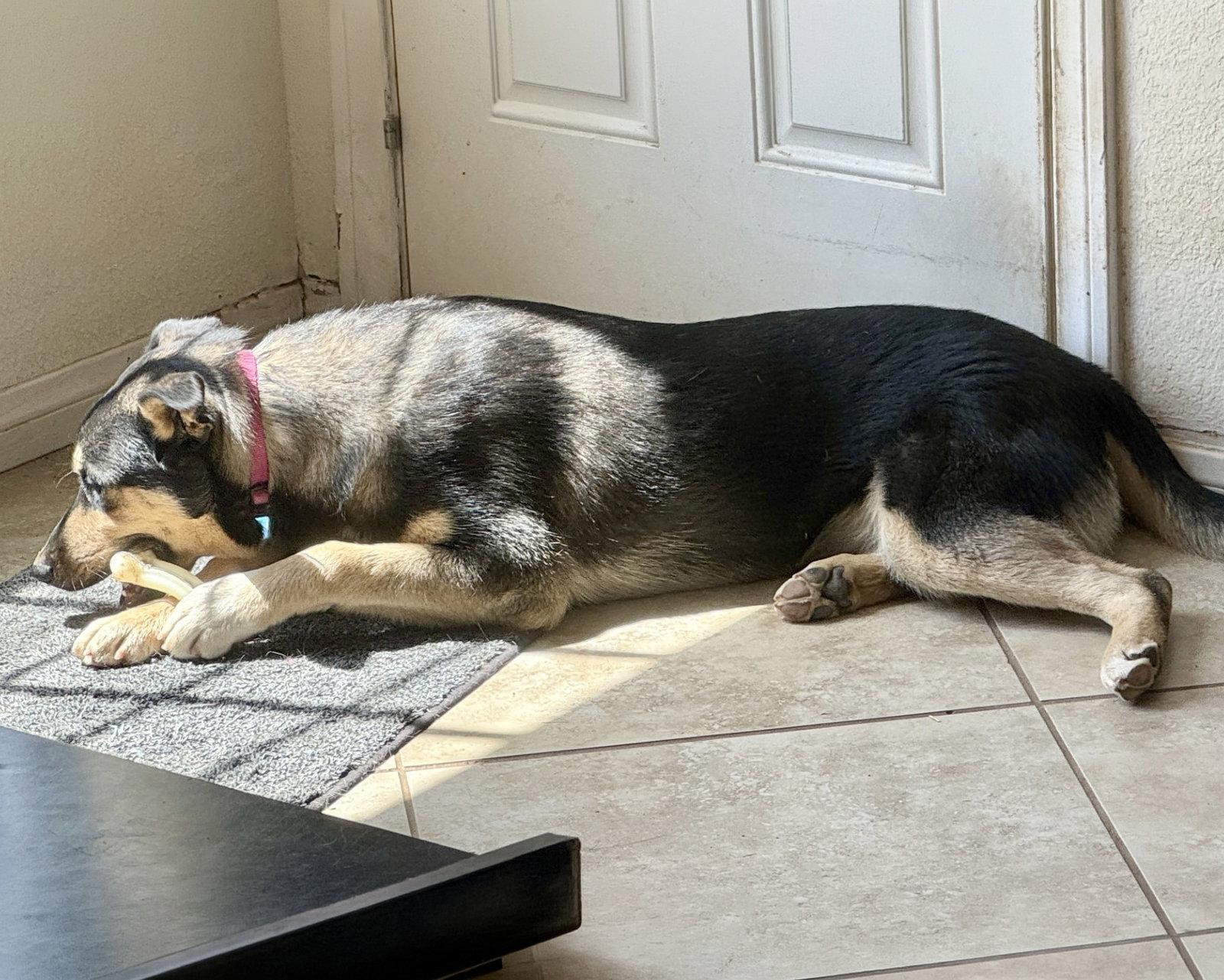 Tonks, a Adoptable mixed breed in Corona, CA image 2/3