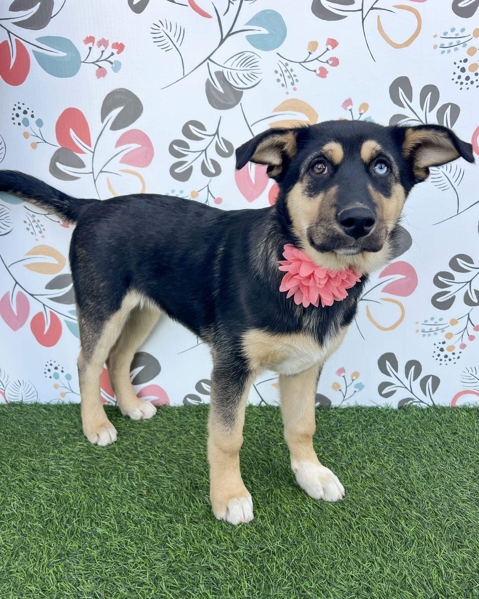 Tonks, a Adoptable mixed breed in Corona, CA image 3/3