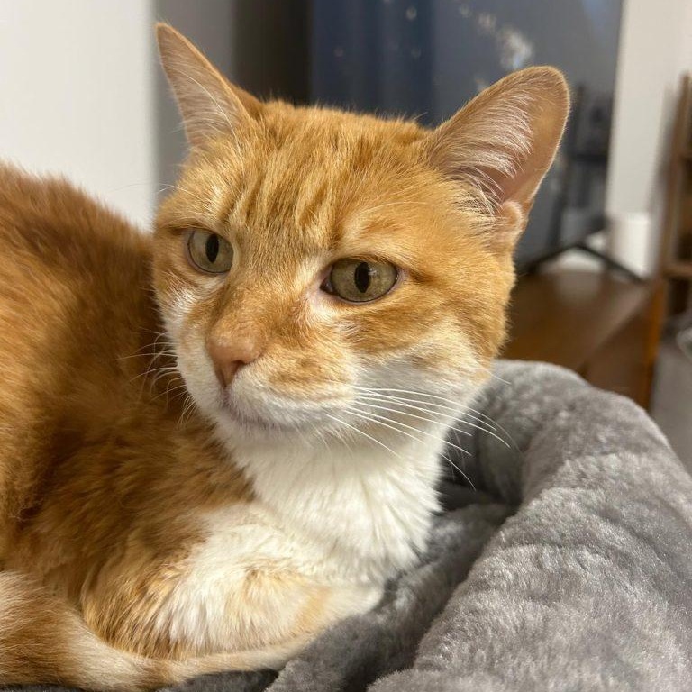 Marigold, Senior Female unknown