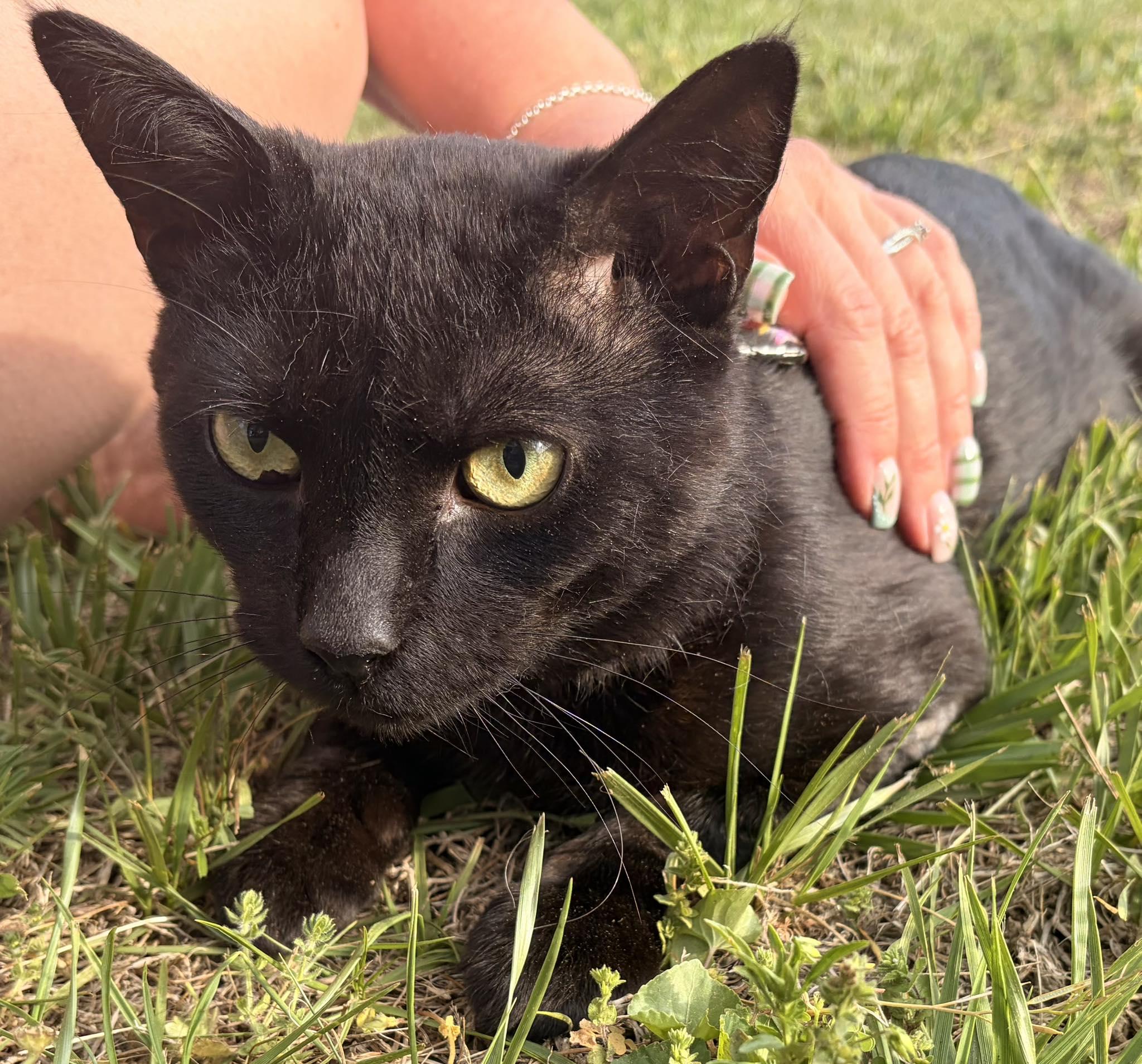Jinx, ADOPTABLE, Adult Male American Shorthair.