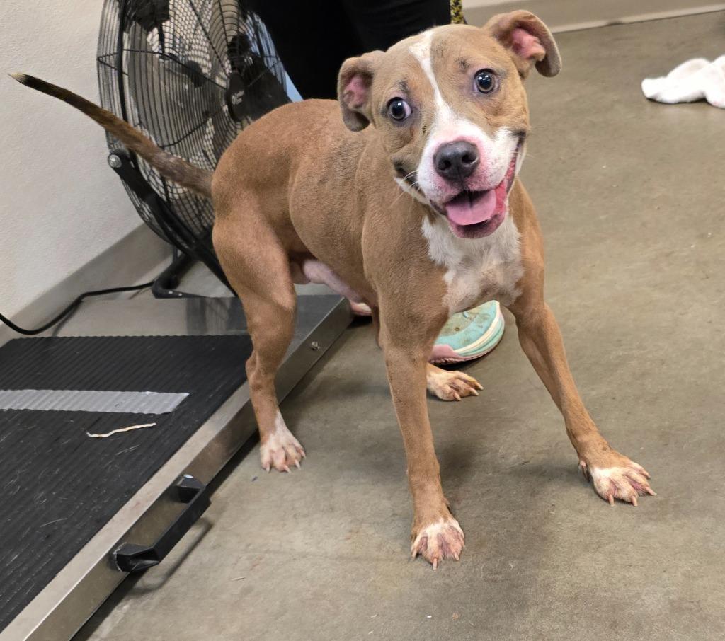 Turbo, a Adoptable mixed breed in Murphysboro, IL image 1/6