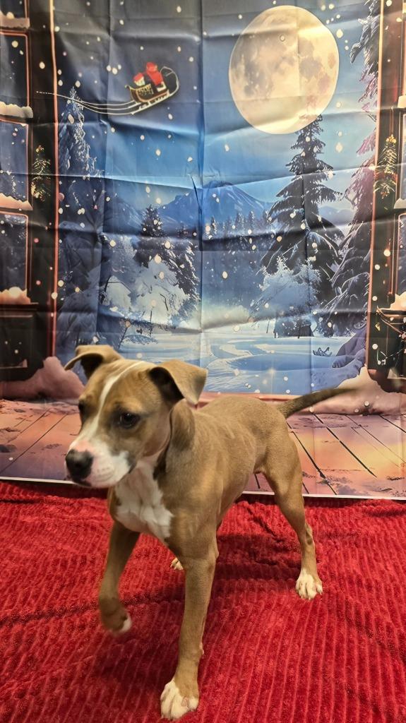 Turbo, a Adoptable mixed breed in Murphysboro, IL image 3/6