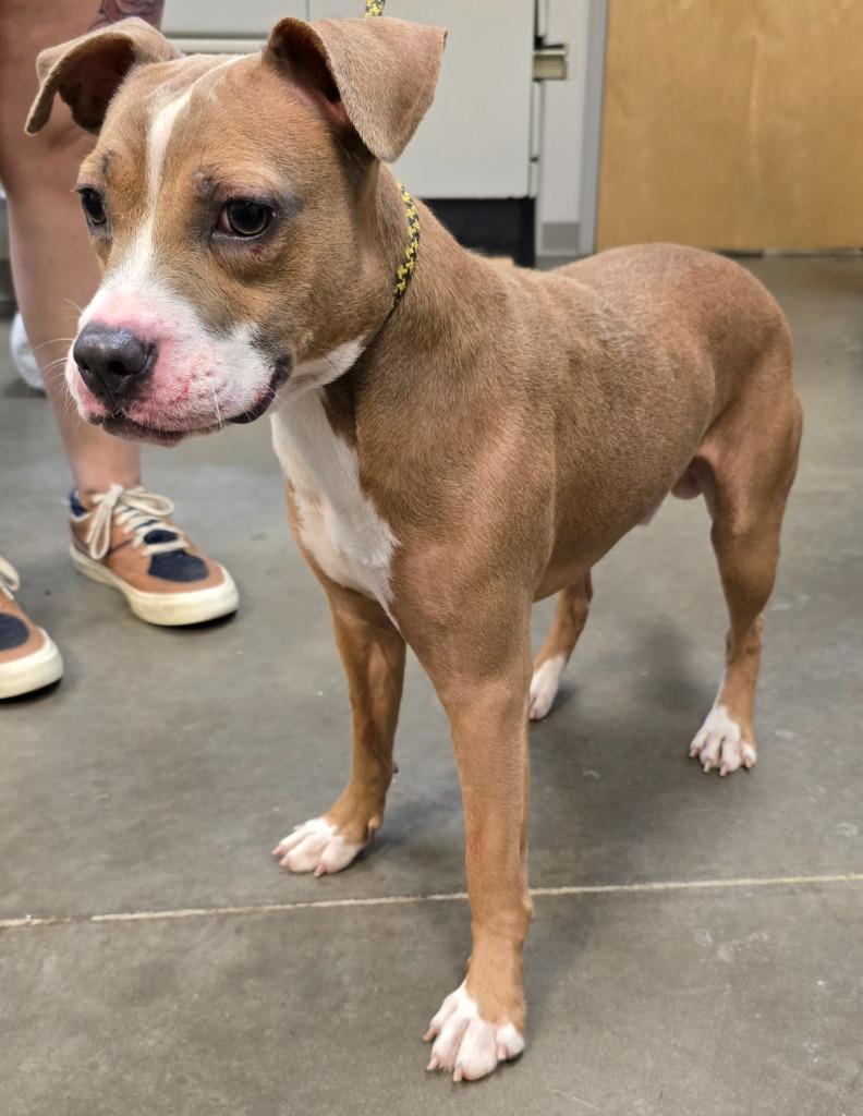 Turbo, a Adoptable mixed breed in Murphysboro, IL image 4/6