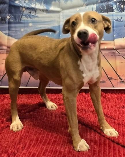 Turbo, a Adoptable mixed breed in Murphysboro, IL image 5/6