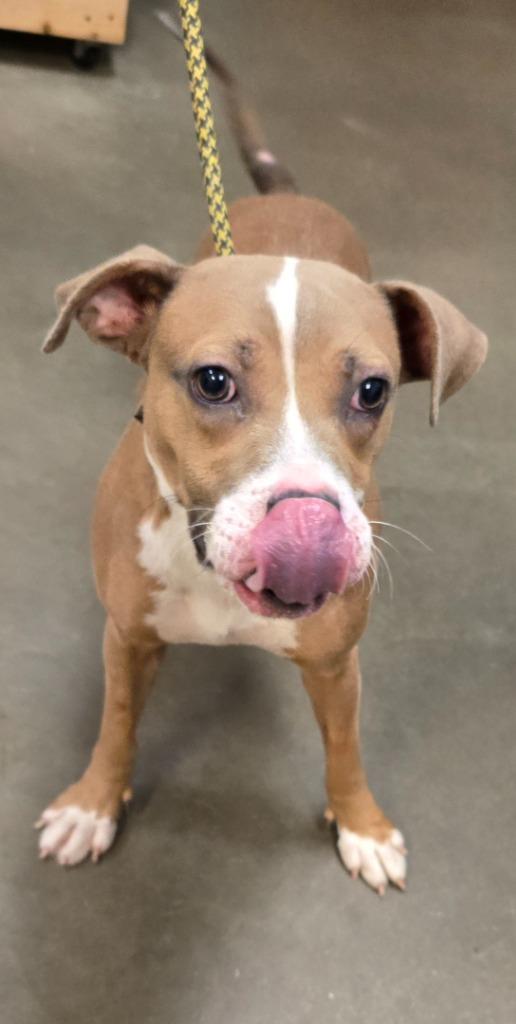 Turbo, a Adoptable mixed breed in Murphysboro, IL image 6/6