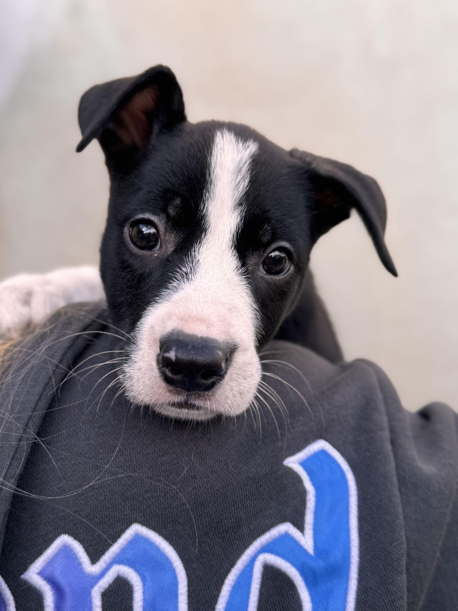 Regina, Adoptable, Puppy Female Border Collie.