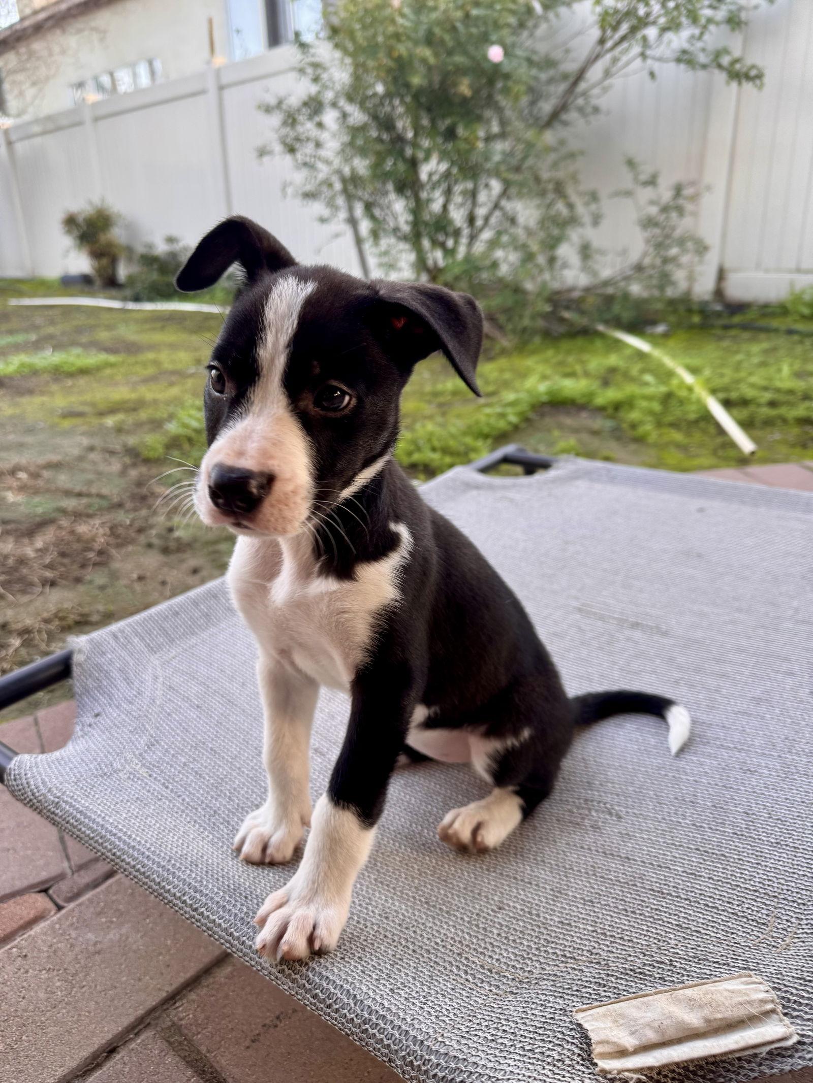 Enlarge Regina, a Adoptable Border Collie in Fullerton, CA image 2/3