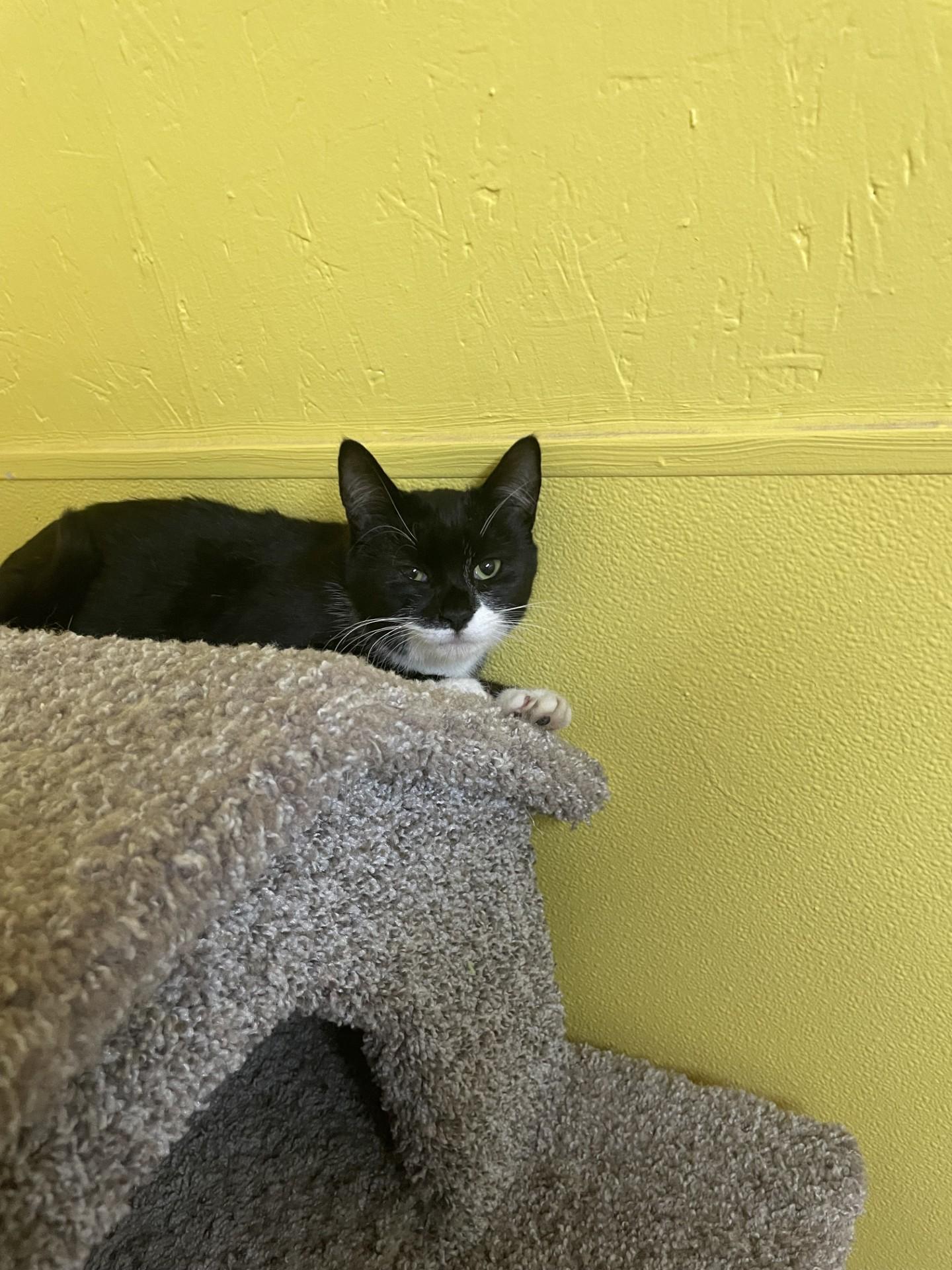 Enlarge Q-Tip, a ADOPTABLE Domestic Short Hair in Jackson, GA image 1/1