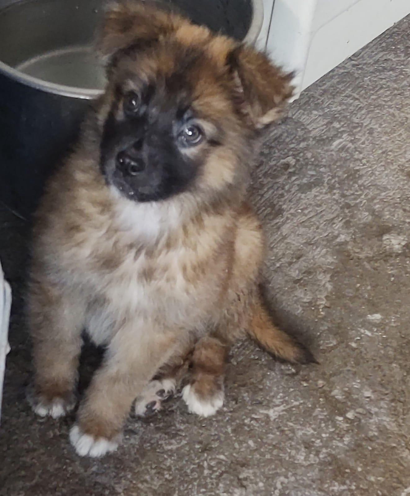 PAPI, Adopted, Puppy Male Mixed Breed.