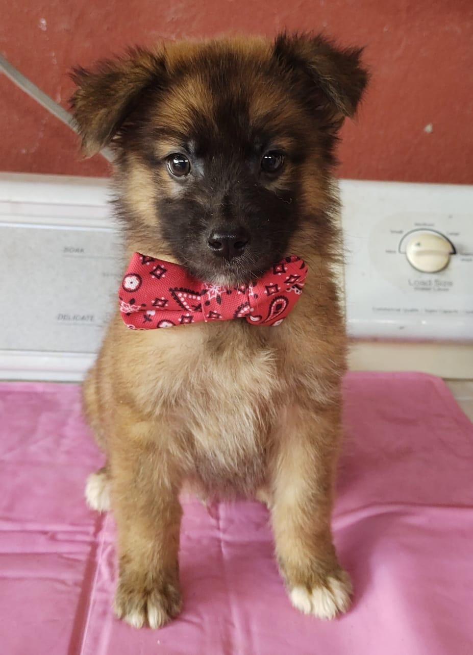 Enlarge PAPI, a Adopted Mixed Breed in Nogales, SON image 3/4