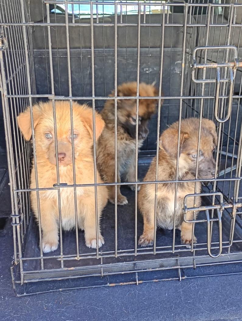 Enlarge PAPI, a Adopted Mixed Breed in Nogales, SON image 4/4