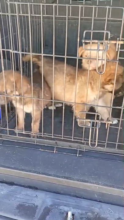 Enlarge PAPI, a Adopted Mixed Breed in Nogales, SON video 1/4