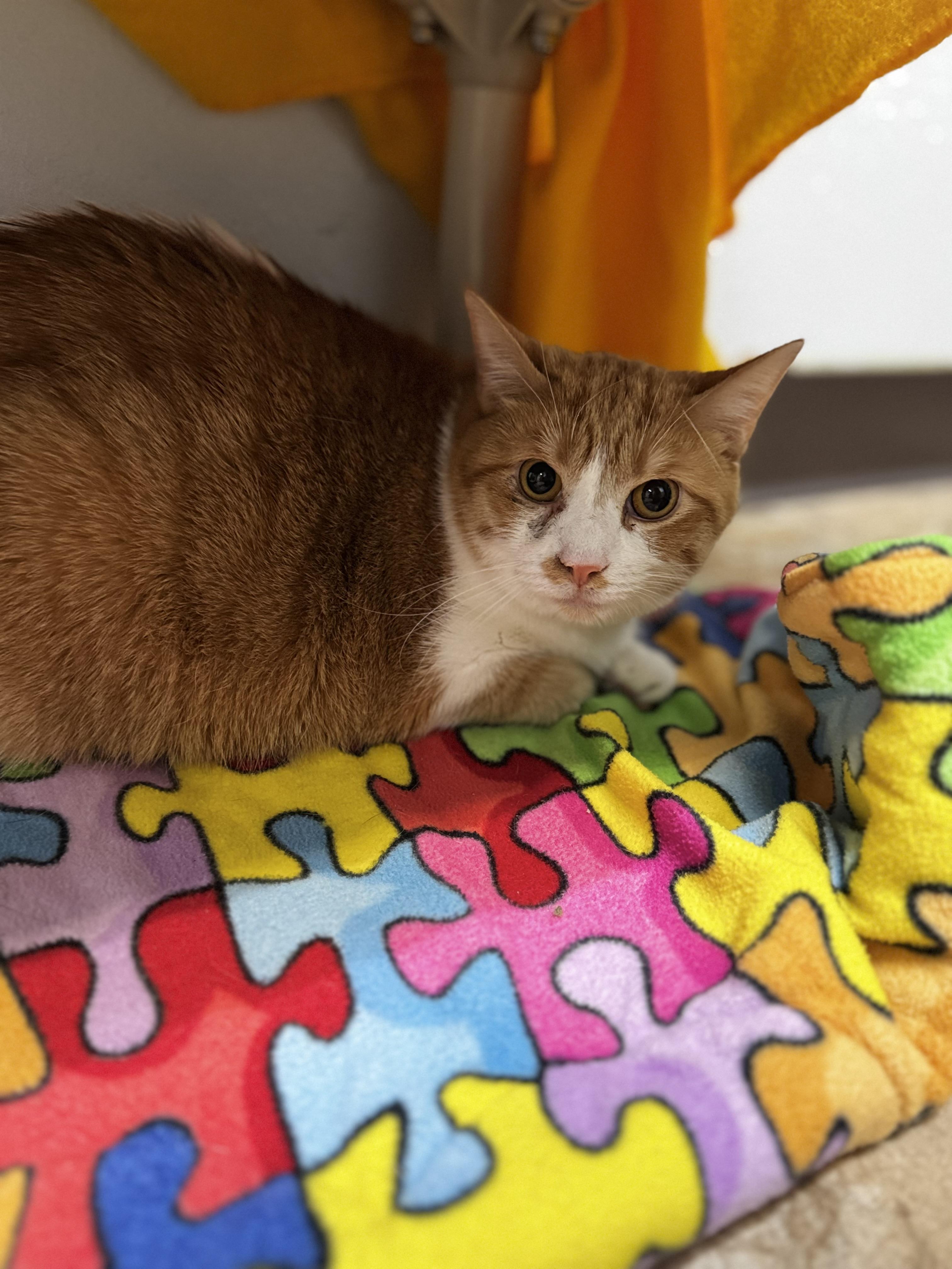 Enlarge Sparky, a ADOPTABLE Domestic Short Hair in Dodgeville, WI image 3/3