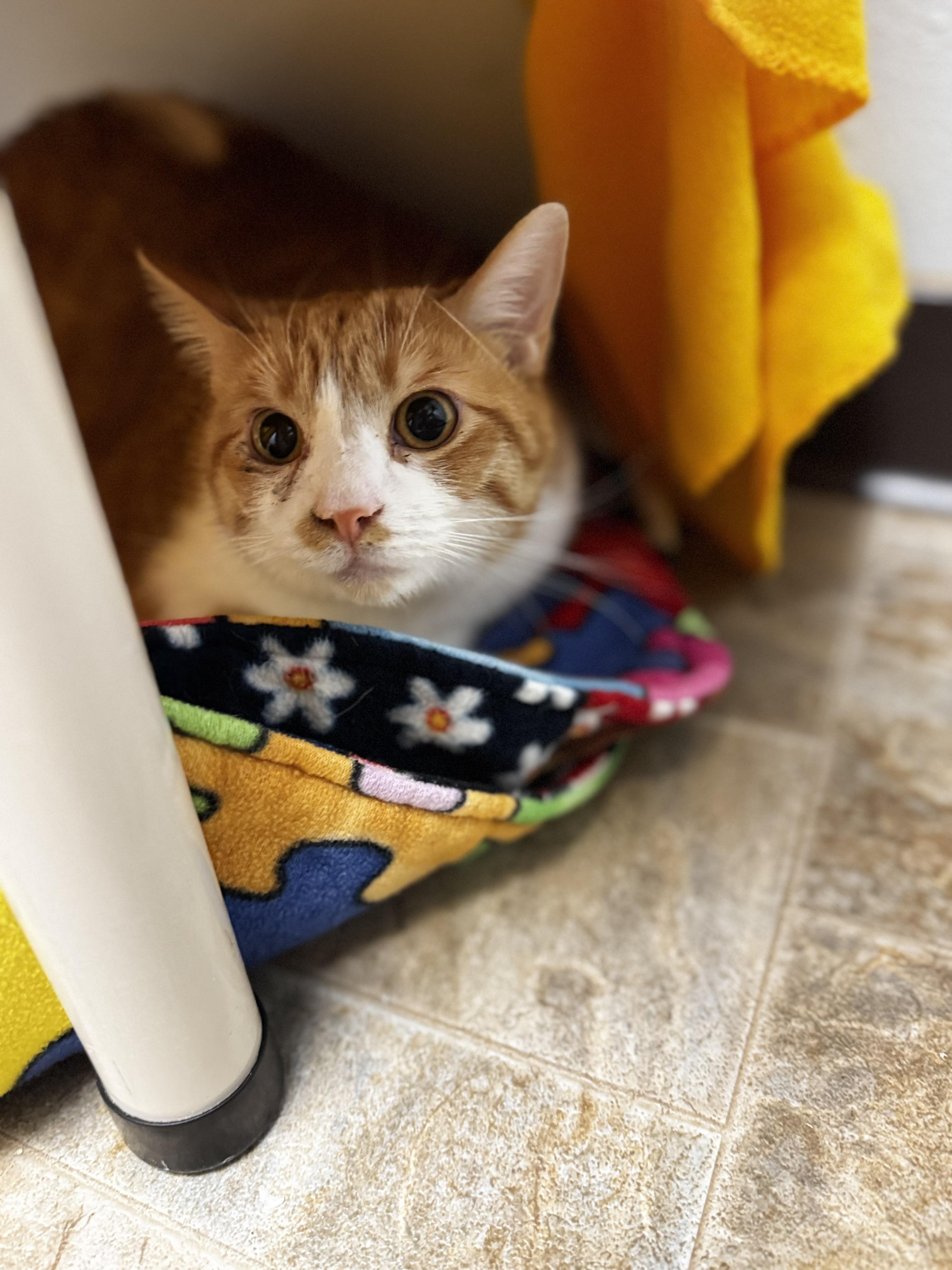 Enlarge Sparky, a ADOPTABLE Domestic Short Hair in Dodgeville, WI image 2/3