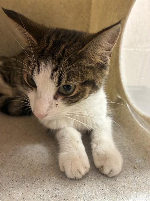 GIFT OF TULIPS, Adoptable, Young Female Domestic Short Hair.