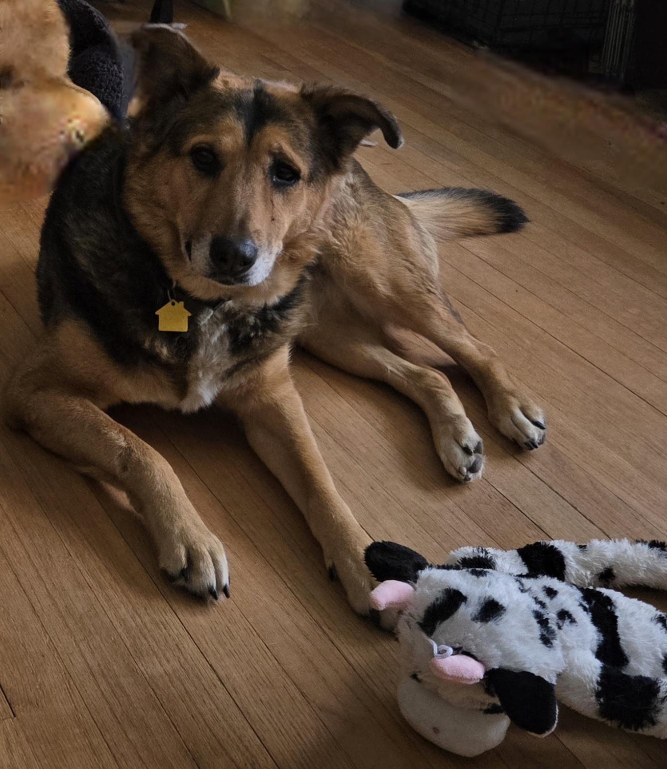 Lucy, ADOPTABLE, Adult Female German Shepherd Dog.