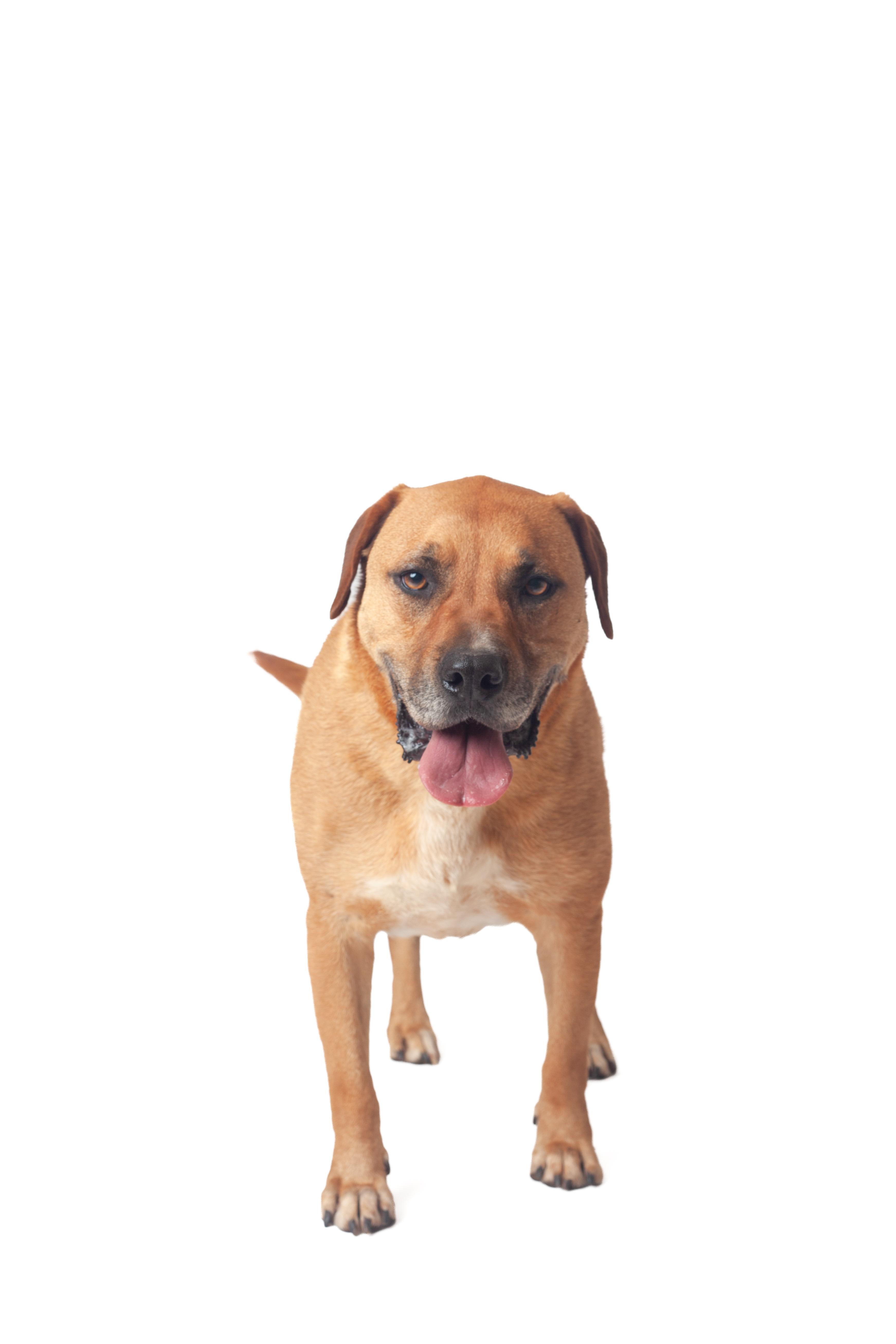 D-O-G, Adoptable, Adult Male Pit Bull Terrier.