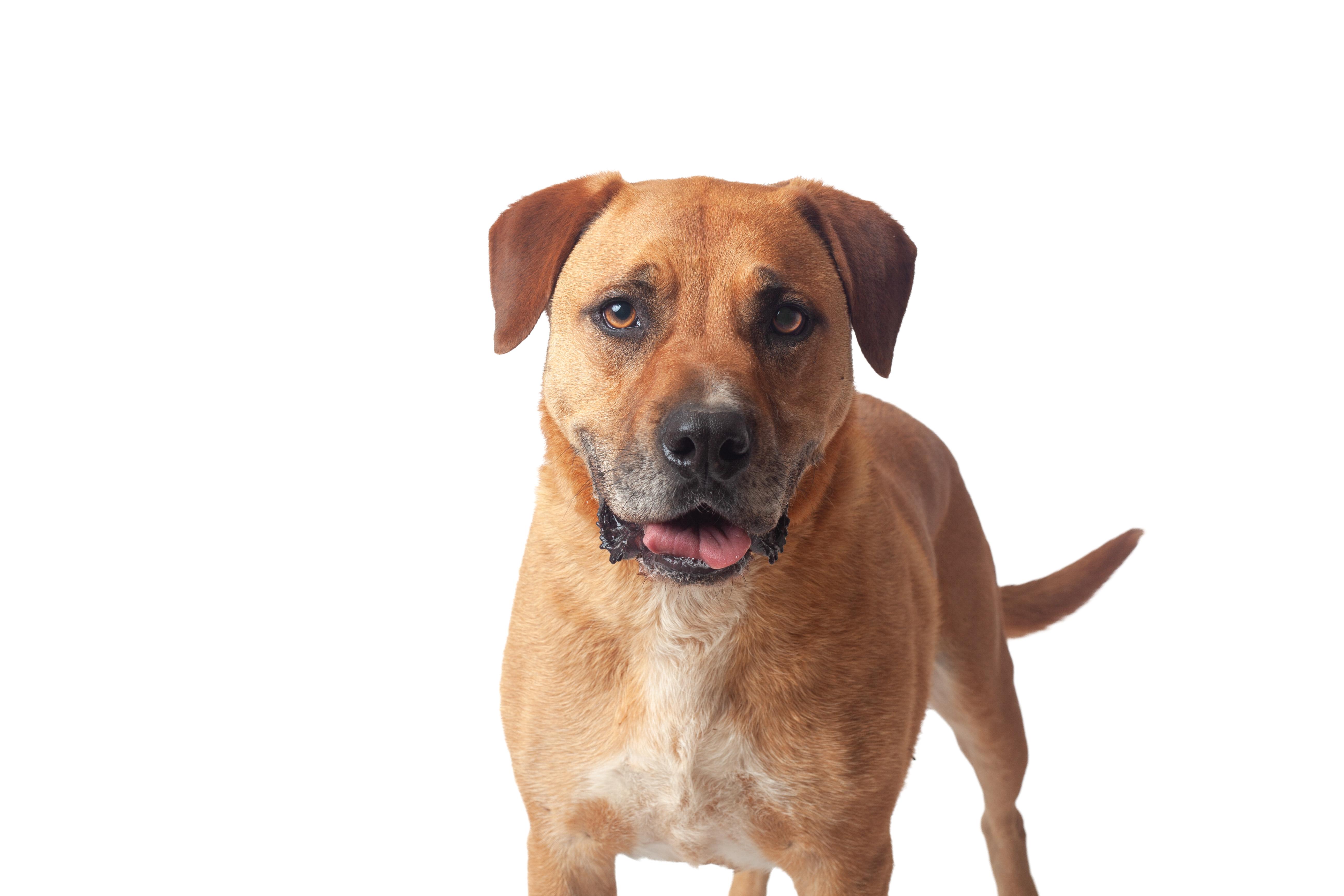Enlarge D-O-G, a Adoptable mixed breed in Guthrie, OK image 3/3