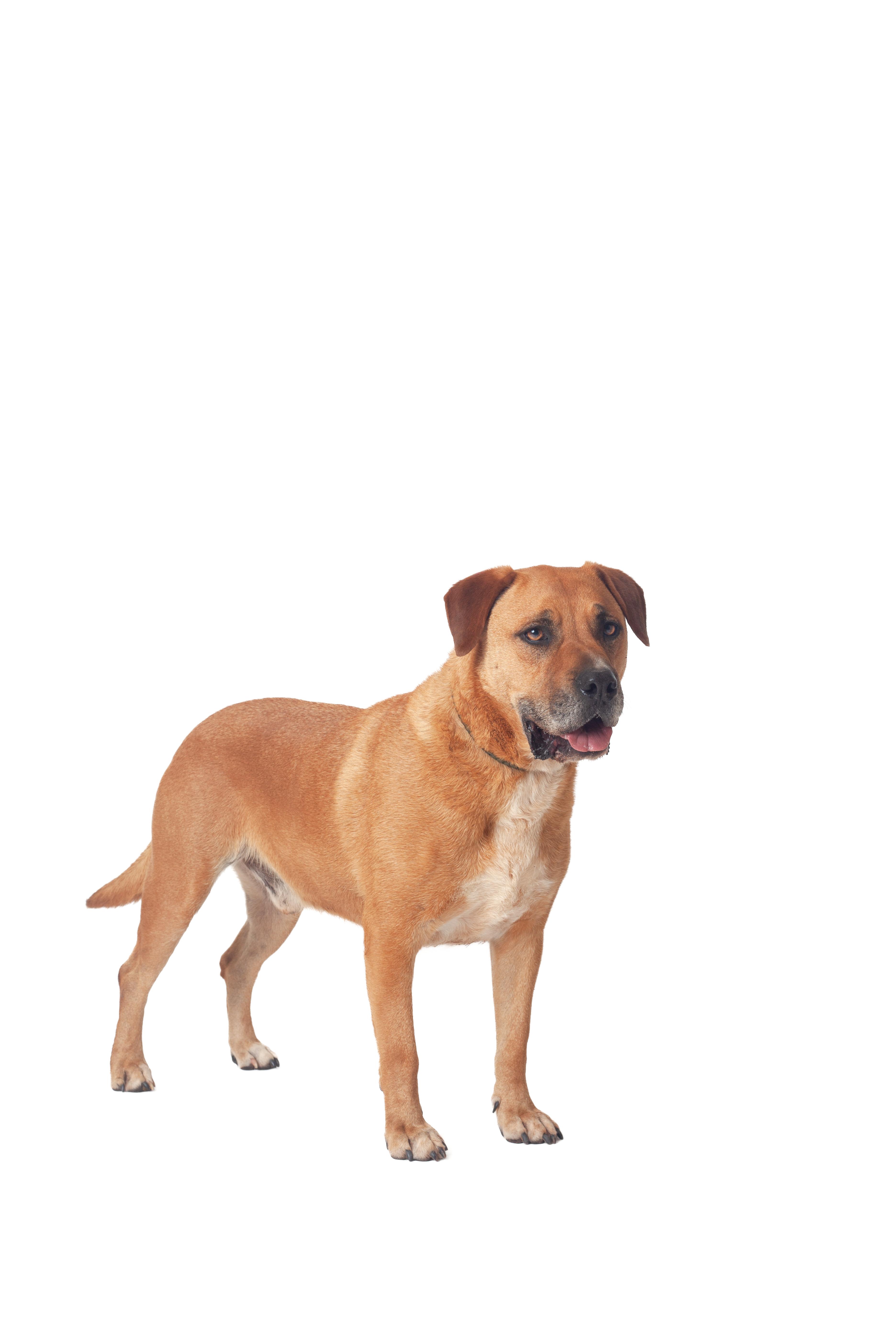 Enlarge D-O-G, a Adoptable mixed breed in Guthrie, OK image 2/3