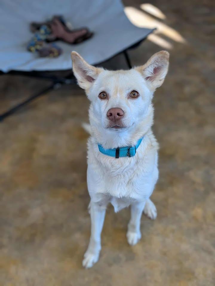 Snowflake, ADOPTABLE, Adult Female Husky.