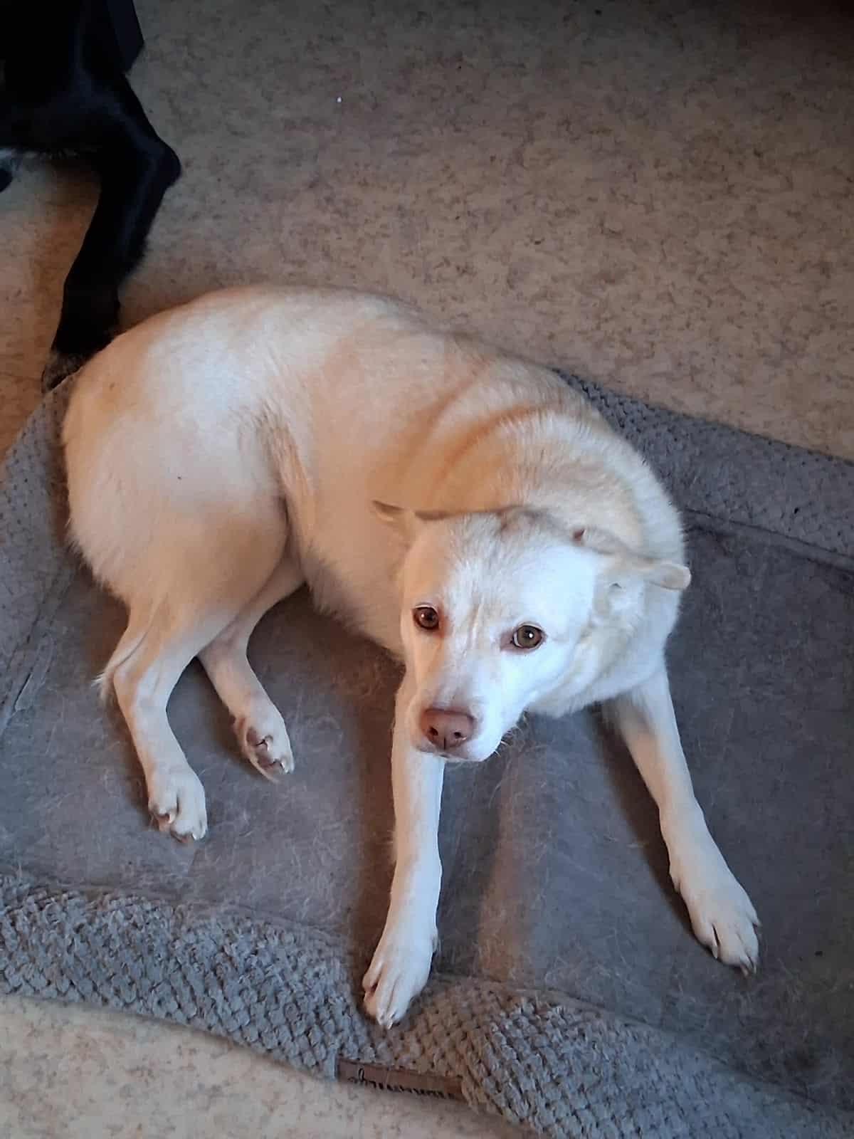 Enlarge Snowflake, a ADOPTABLE Husky in Bethel, AK image 2/2