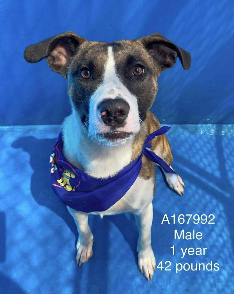 Enlarge Waldorf, a Adoptable mixed breed in Calgary, AB image 1/1