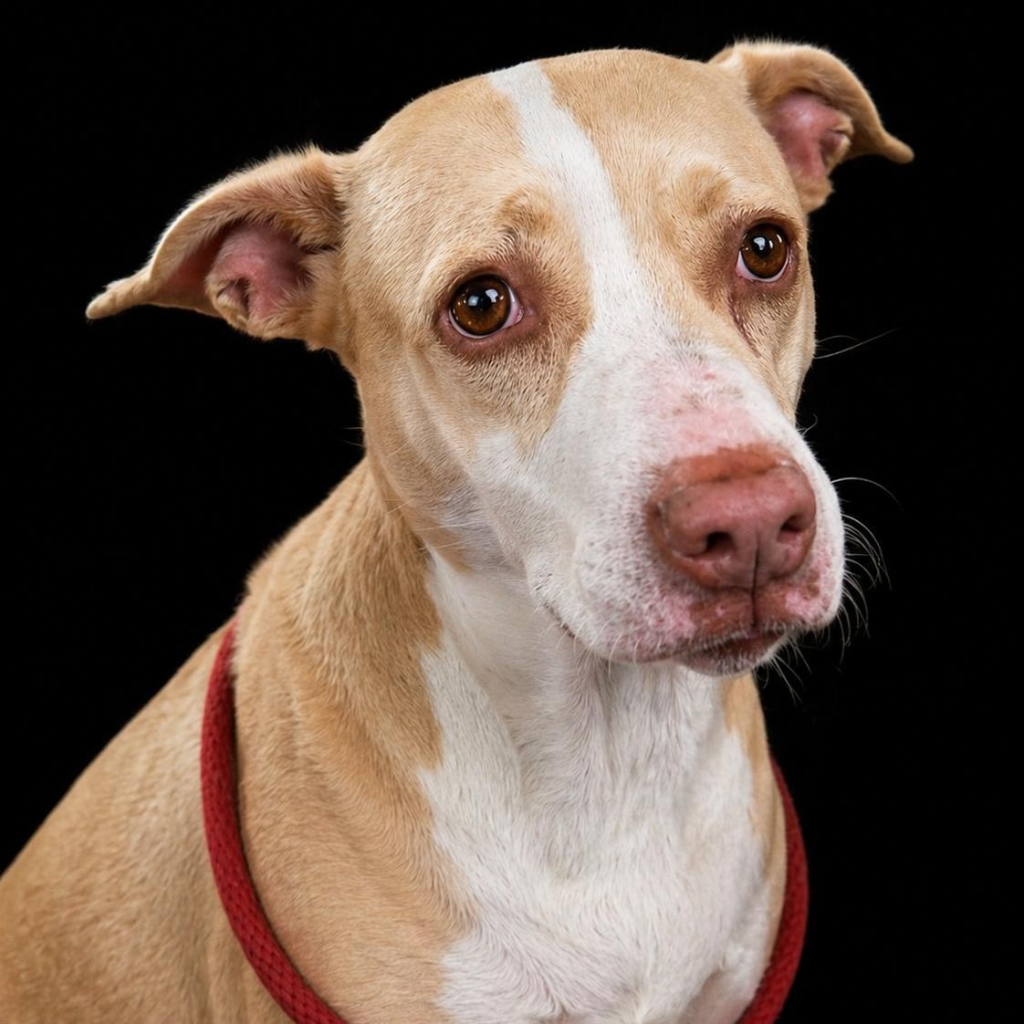 Sandy, ADOPTABLE, Young Female Labrador Retriever.