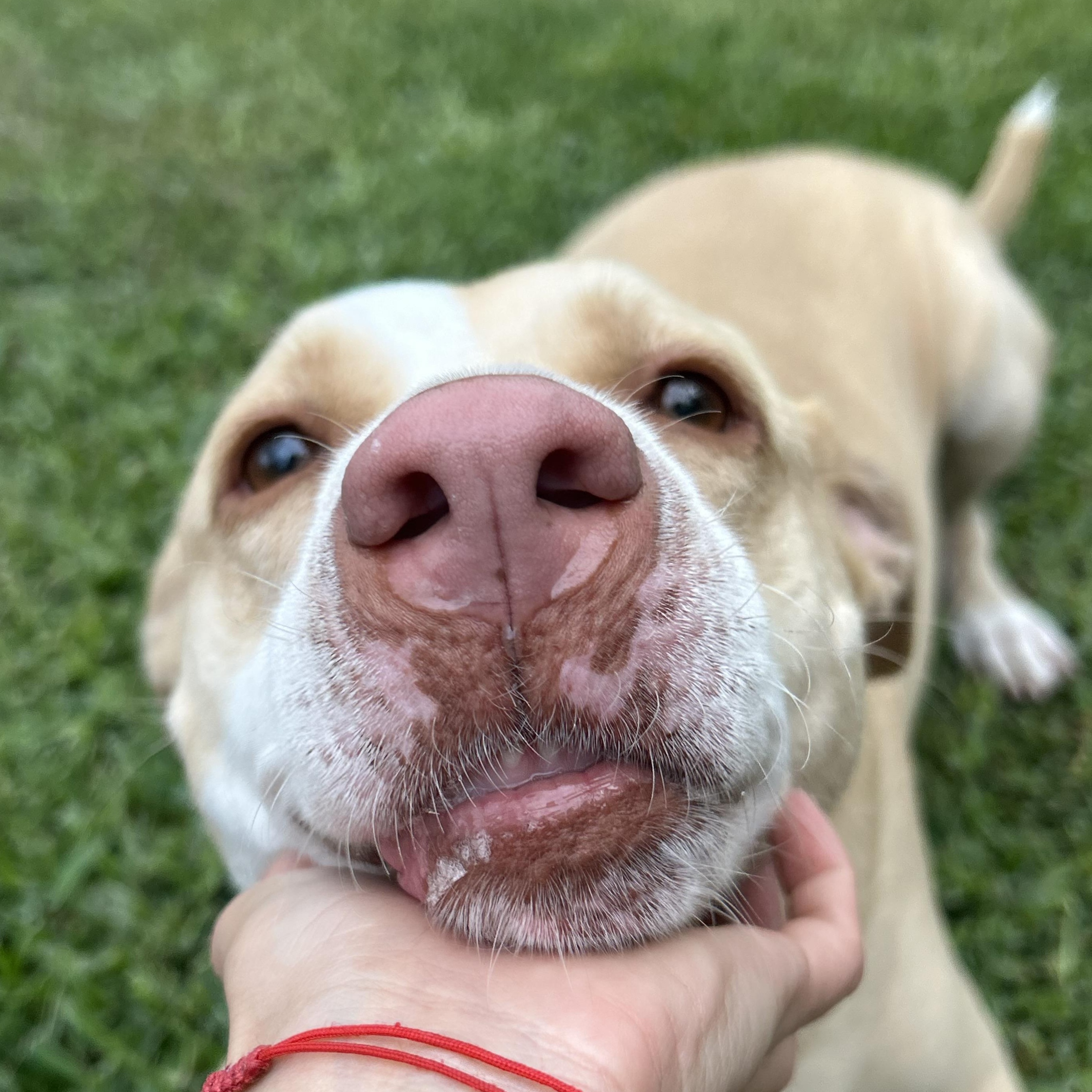 Enlarge Sandy, a ADOPTABLE mixed breed in Vancouver , WA image 3/6