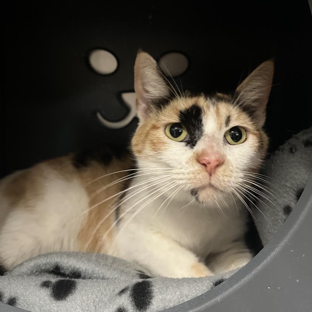 Woodly, Adoptable, Adult Female Domestic Short Hair.