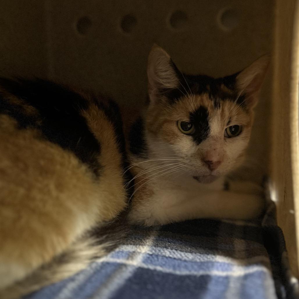 Enlarge Woodly, a Adoptable Domestic Short Hair in Titusville, FL image 2/6