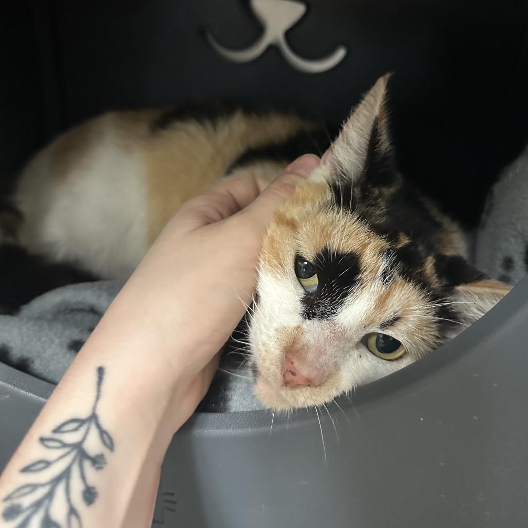 Enlarge Woodly, a Adoptable Domestic Short Hair in Titusville, FL image 3/6