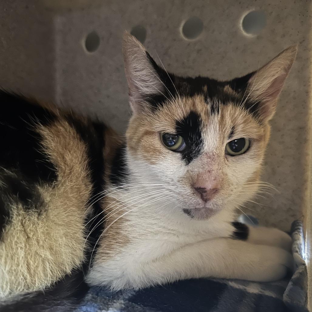 Enlarge Woodly, a Adoptable Domestic Short Hair in Titusville, FL image 4/6