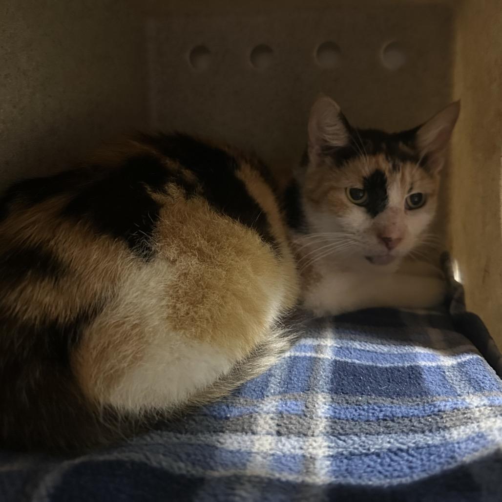 Enlarge Woodly, a Adoptable Domestic Short Hair in Titusville, FL image 5/6