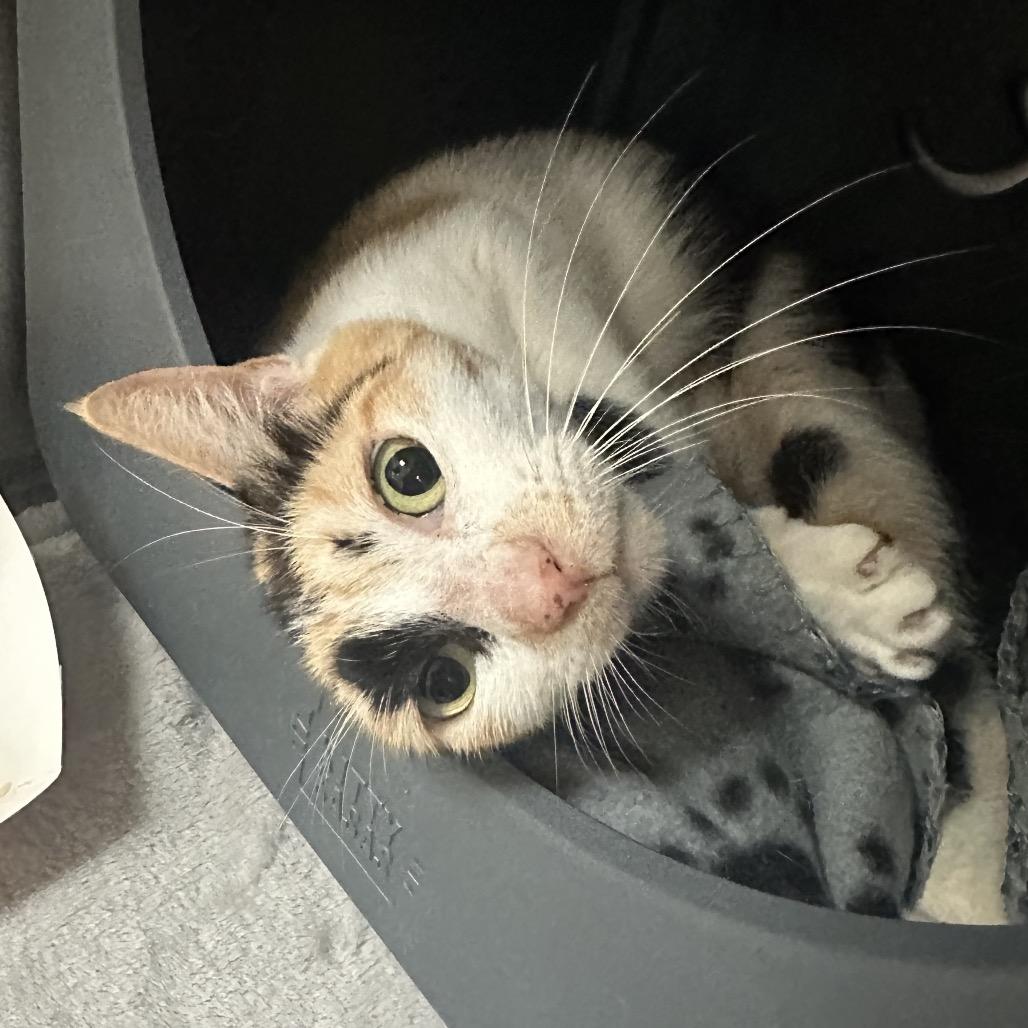 Enlarge Woodly, a Adoptable Domestic Short Hair in Titusville, FL image 6/6