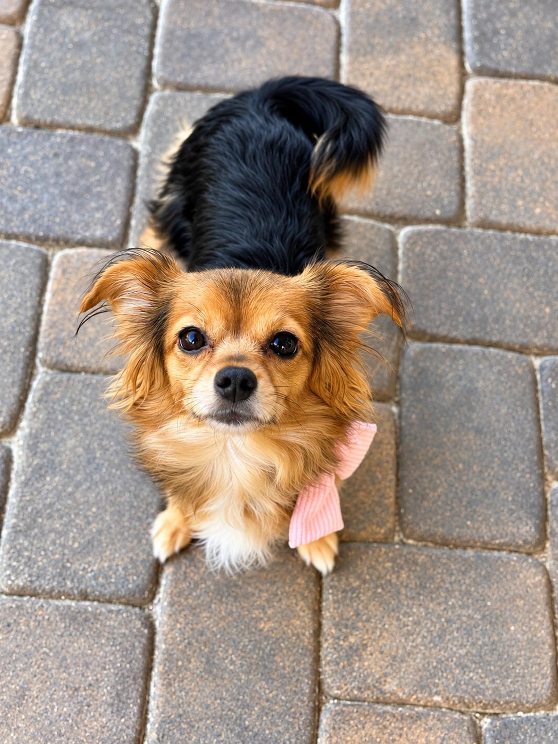 Enlarge Lexi, a Adopted mixed breed in Las Vegas, NV image 2/3