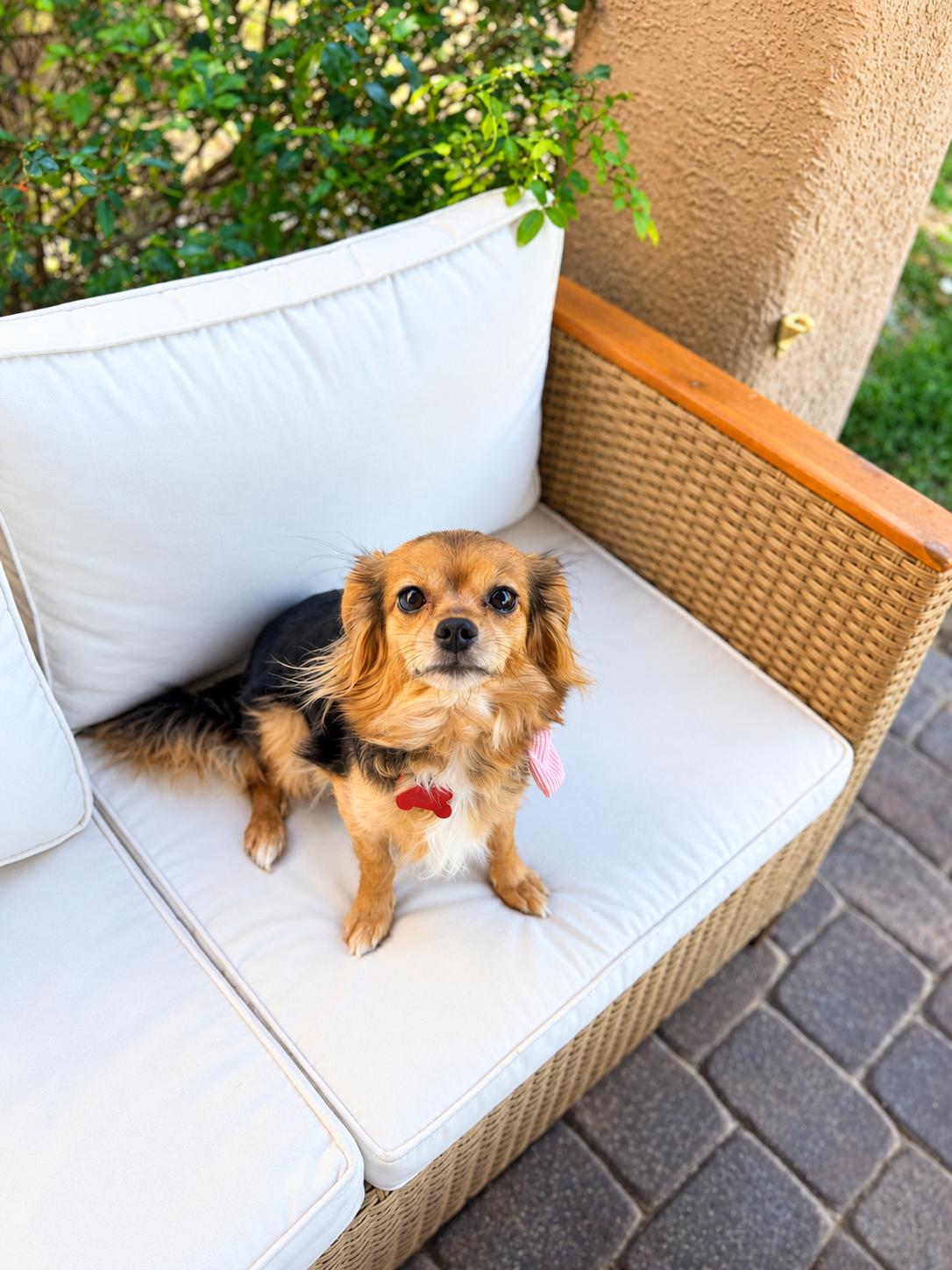 Enlarge Lexi, a Adopted mixed breed in Las Vegas, NV image 3/3