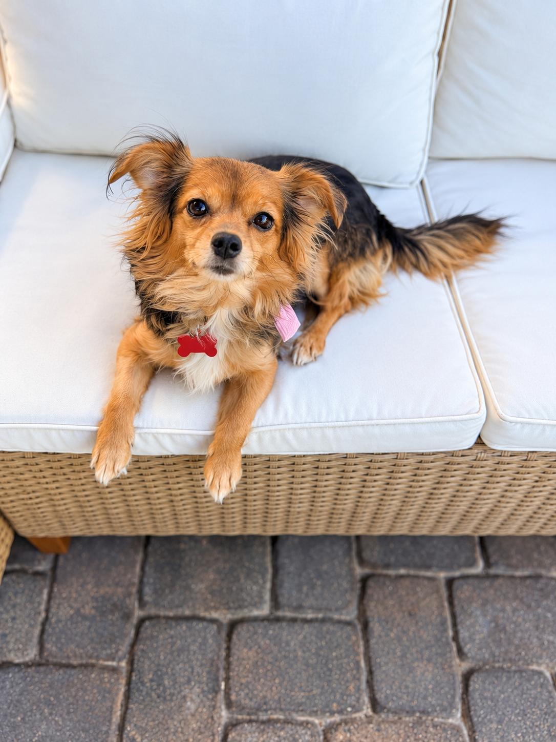Lexi, Adopted, Adult Female Chihuahua.