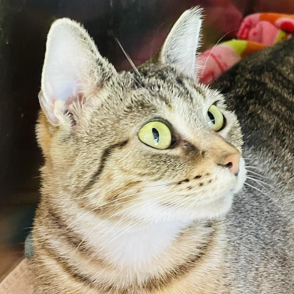 Enlarge Jolene, a Adoptable Domestic Short Hair in Columbia Station, OH image 1/5