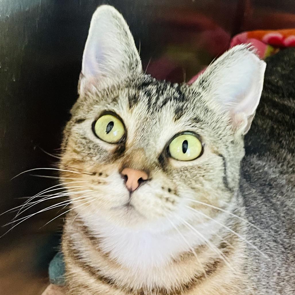 Enlarge Jolene, a Adoptable Domestic Short Hair in Columbia Station, OH image 2/5