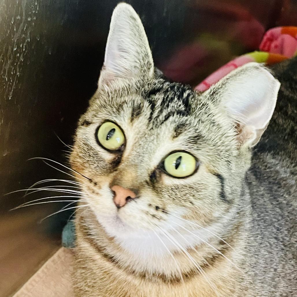 Enlarge Jolene, a Adoptable Domestic Short Hair in Columbia Station, OH image 3/5