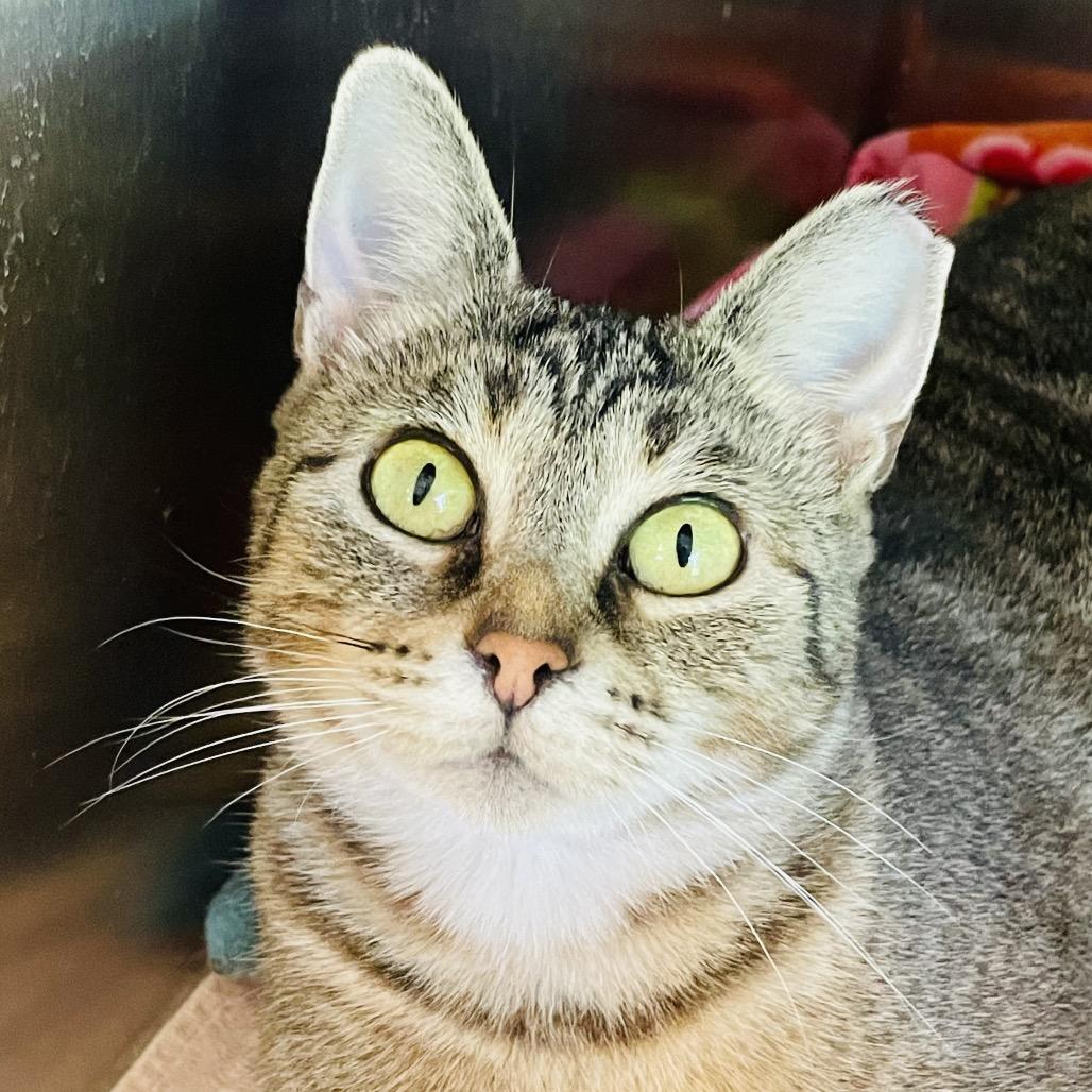 Enlarge Jolene, a Adoptable Domestic Short Hair in Columbia Station, OH image 4/5