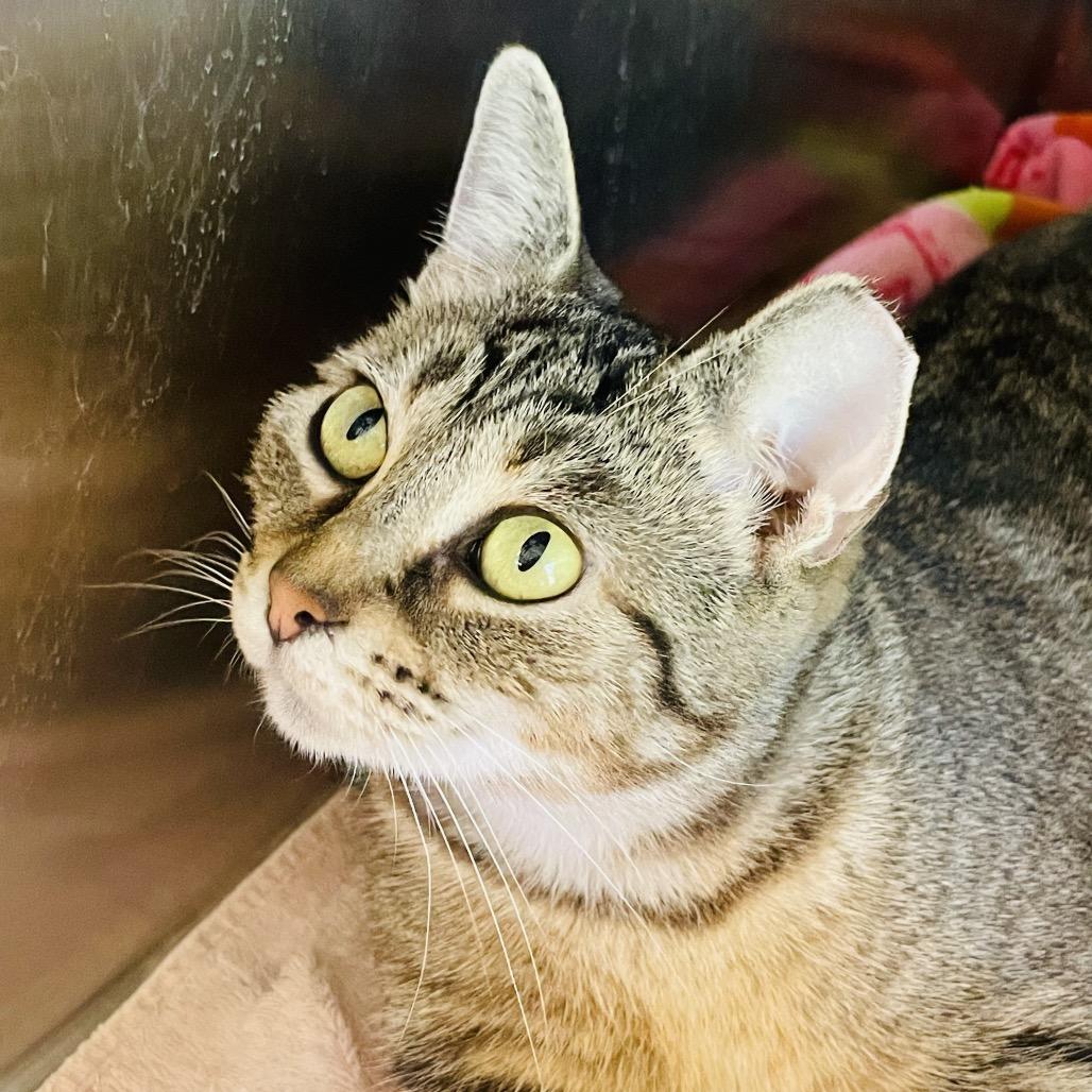 Enlarge Jolene, a Adoptable Domestic Short Hair in Columbia Station, OH image 5/5