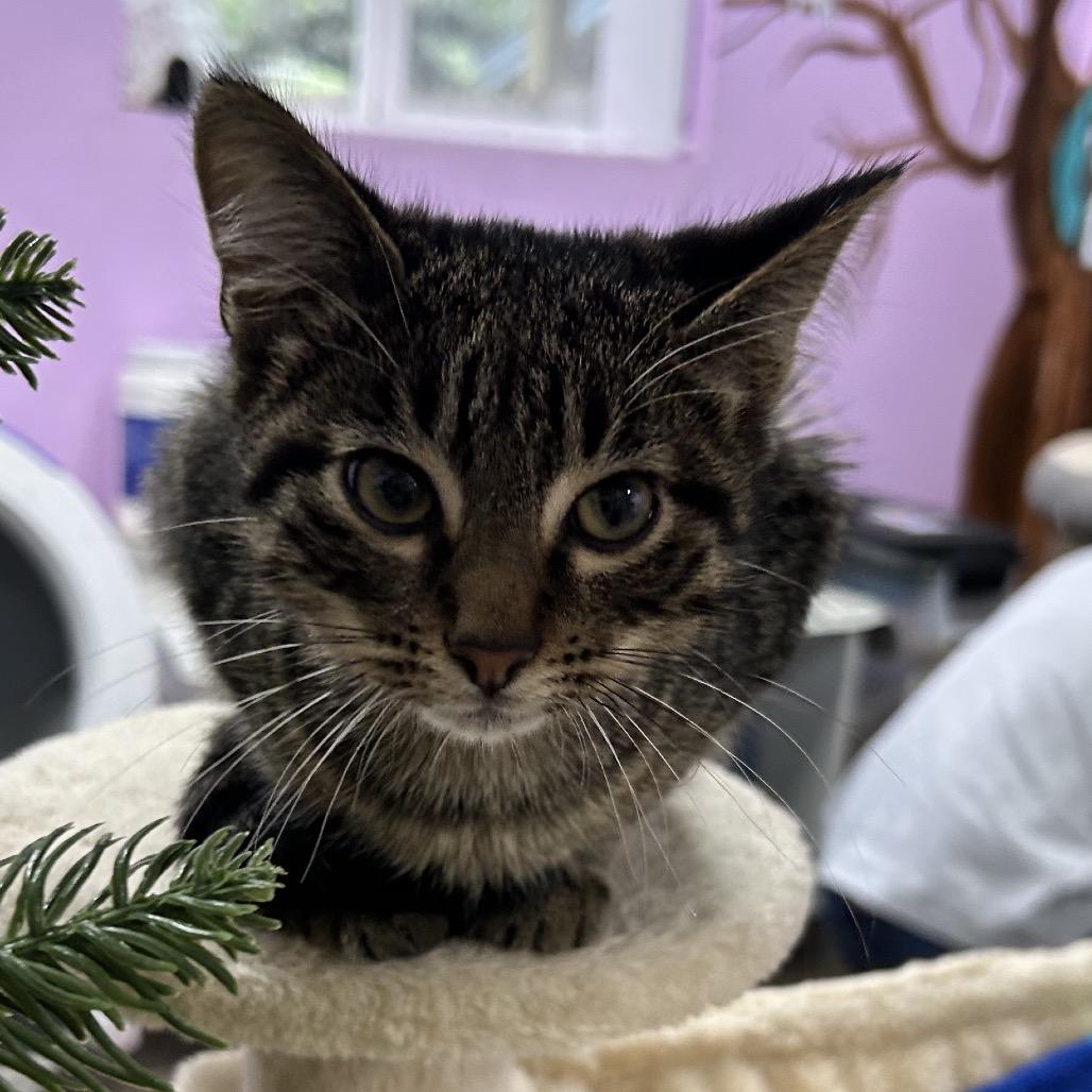 Lucky Leprechaun, Adoptable, Kitten Male Domestic Short Hair.