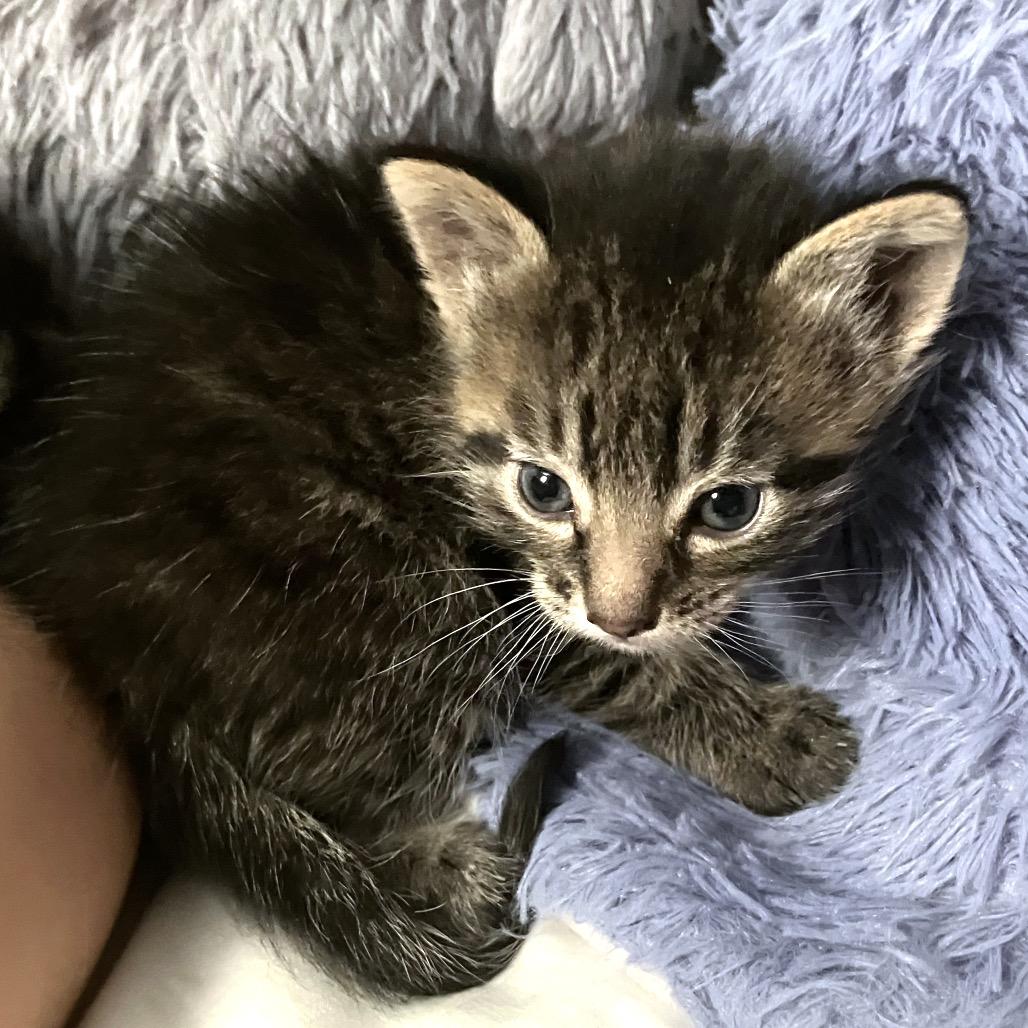 Enlarge Lucky Leprechaun, a Adoptable Domestic Short Hair in Boerne, TX image 2/5