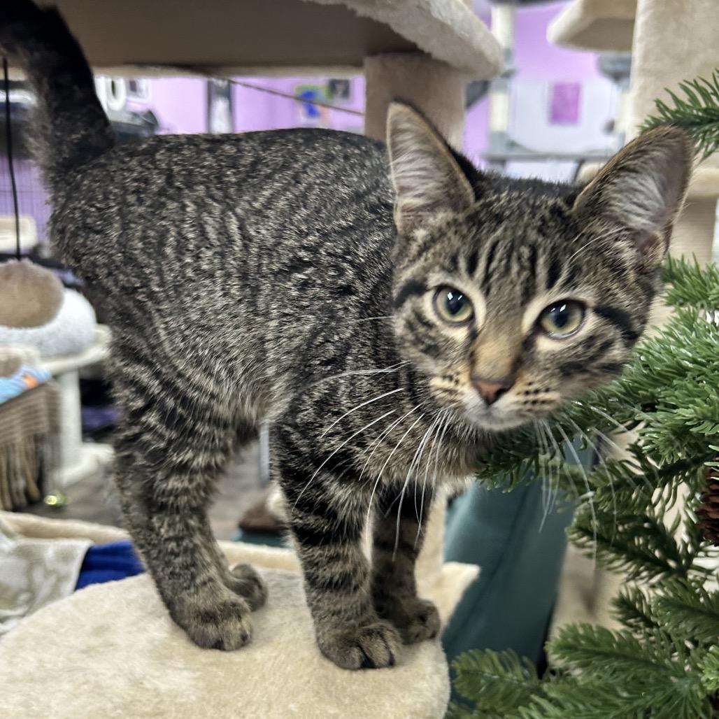 Enlarge Lucky Leprechaun, a Adoptable Domestic Short Hair in Boerne, TX image 3/5