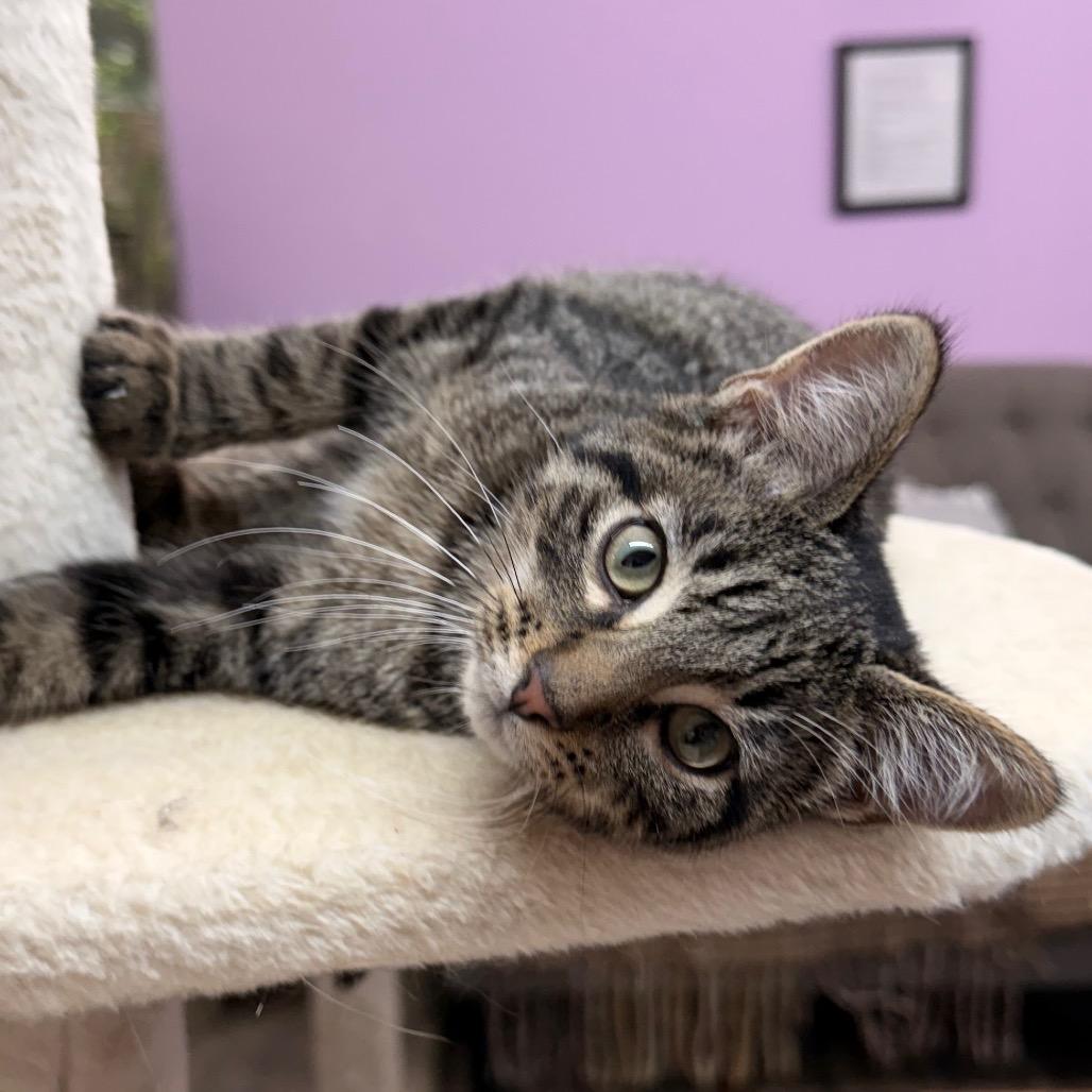 Enlarge Lucky Leprechaun, a Adoptable Domestic Short Hair in Boerne, TX image 4/5