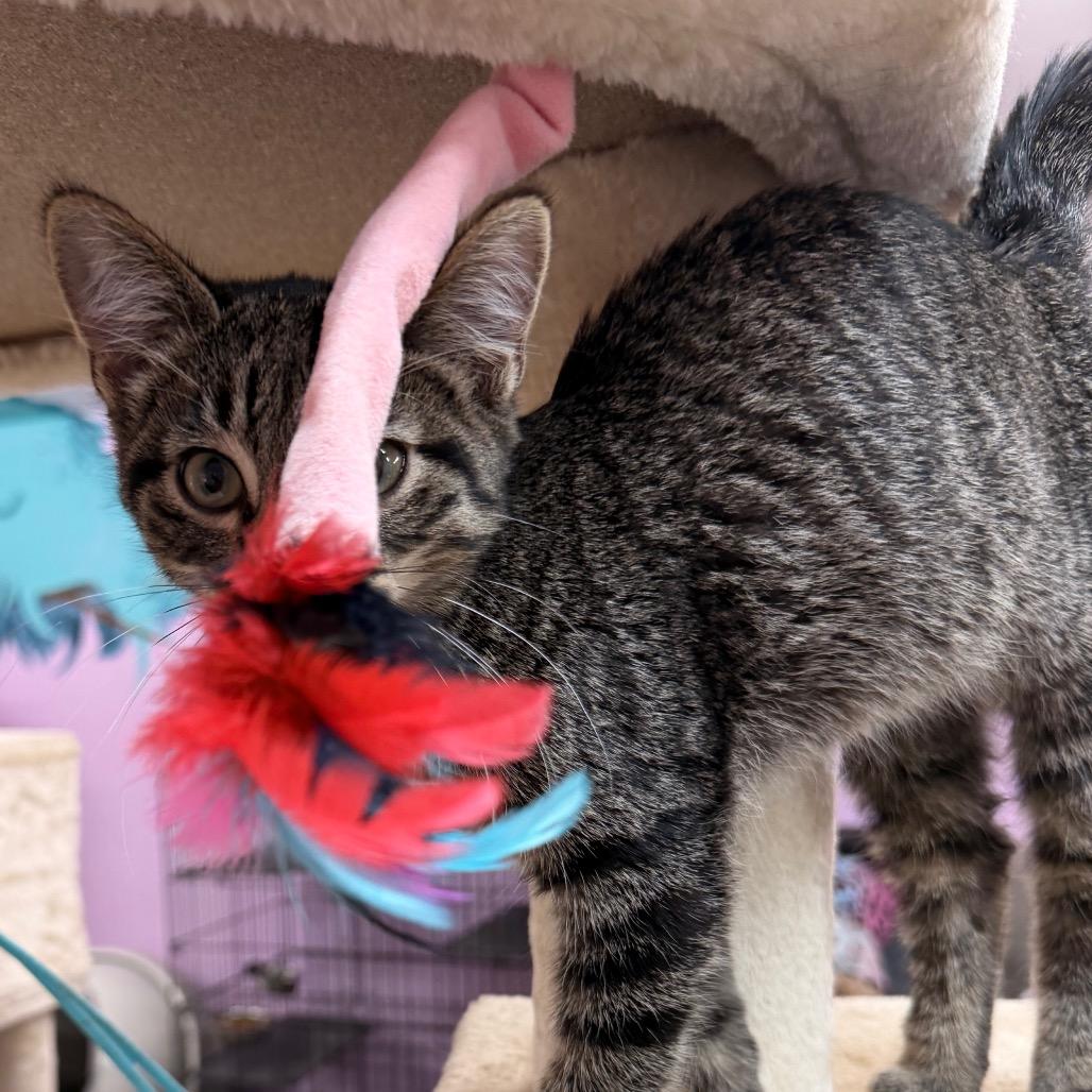 Enlarge Lucky Leprechaun, a Adoptable Domestic Short Hair in Boerne, TX image 5/5