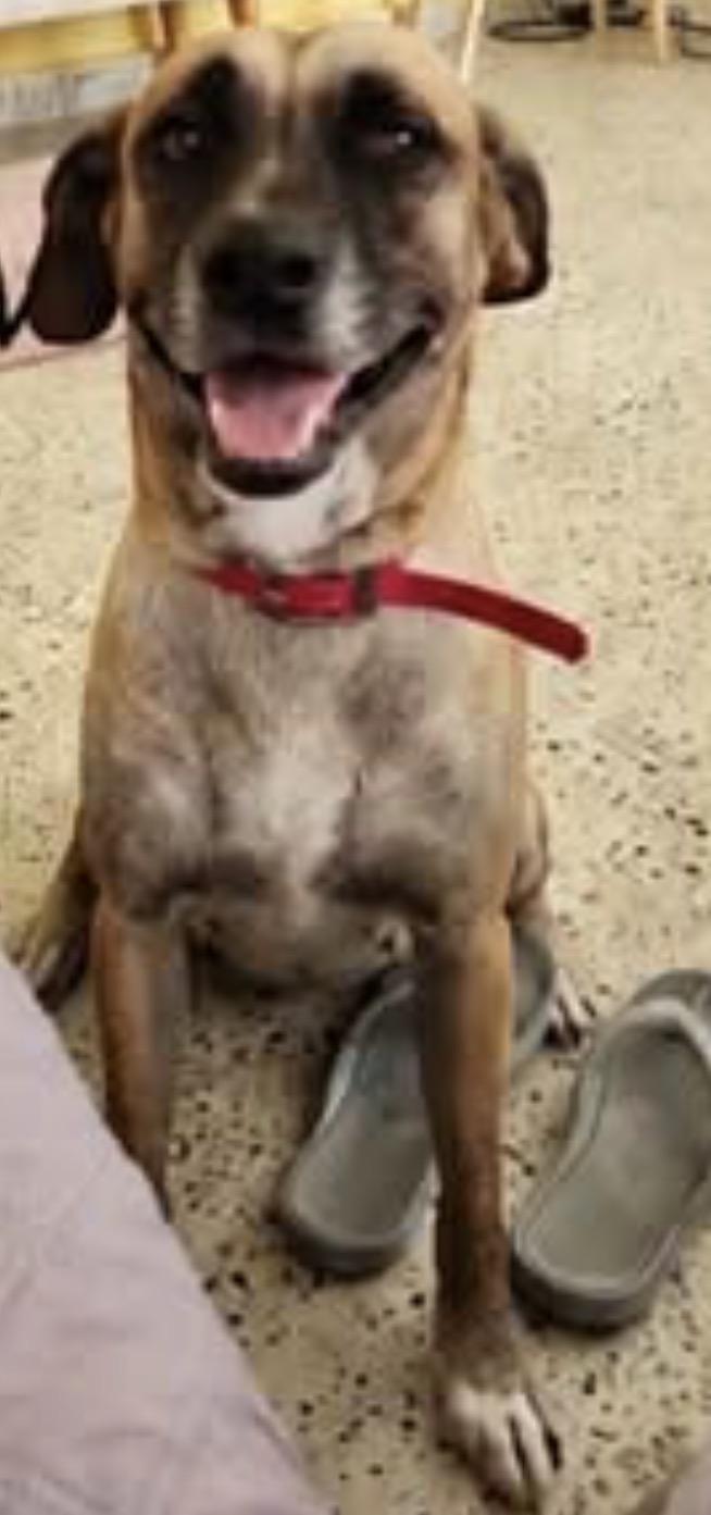 Coral, a ADOPTABLE mixed breed in Hastings on The Hudson , NY image 2/4