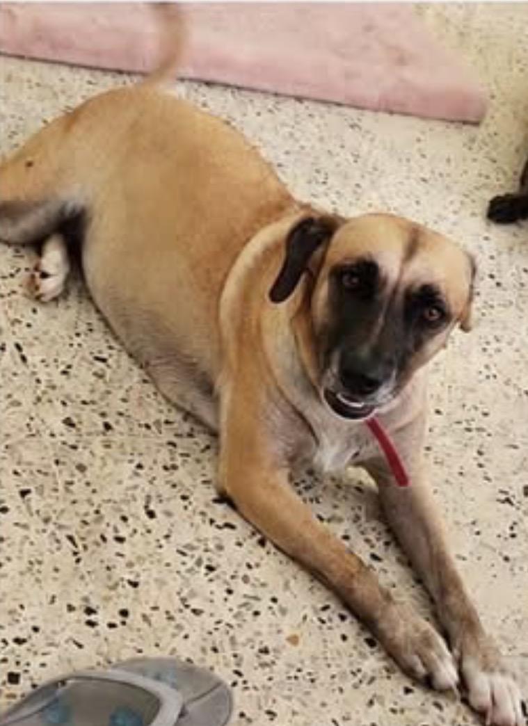 Coral, ADOPTABLE, Young Female Belgian Shepherd / Malinois.